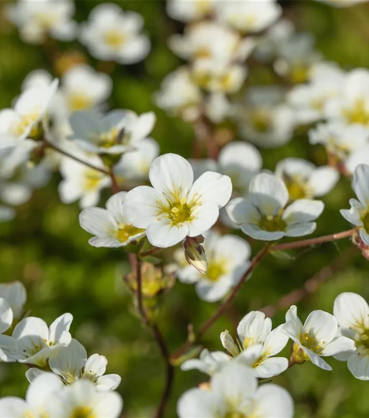 Garten-Moos-Steinbrech 'Adebar'