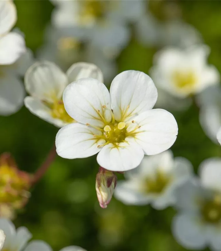 Garten-Moos-Steinbrech 'Adebar'