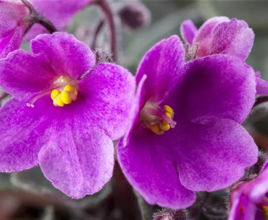 Saintpaulia ionantha