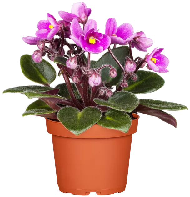 ufopflanze winter Pilea peperomioides 