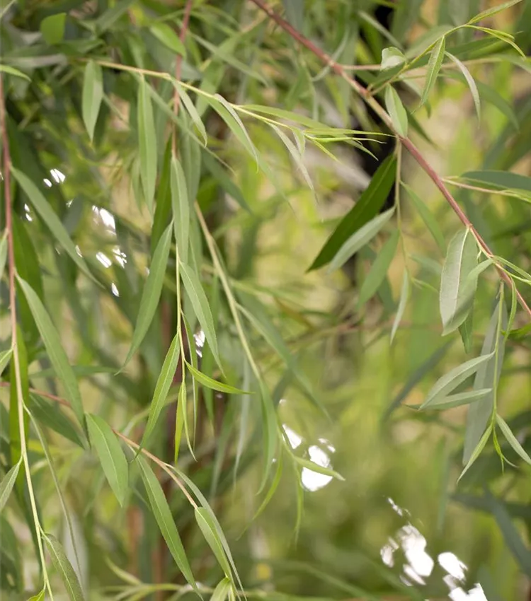 Trauerweide 'Tristis'