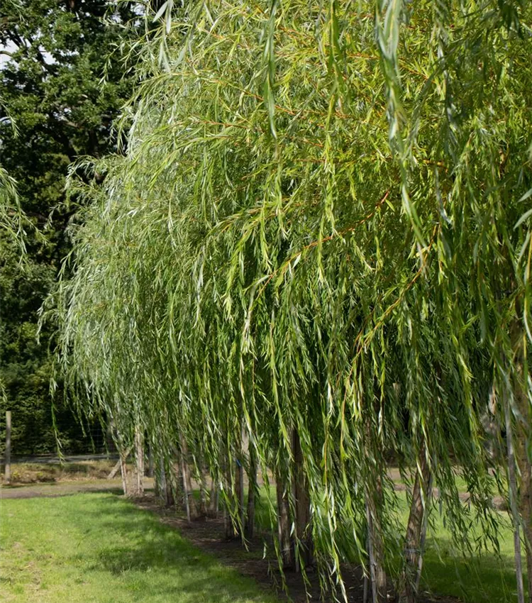 Trauerweide 'Tristis'