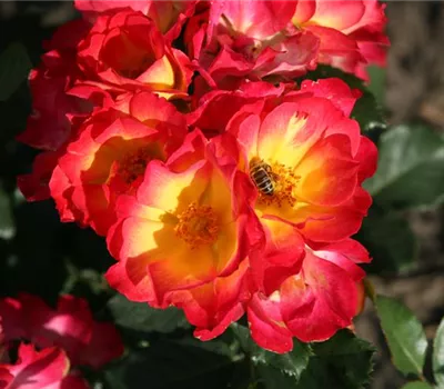 Rosa 'Summer of Love'®