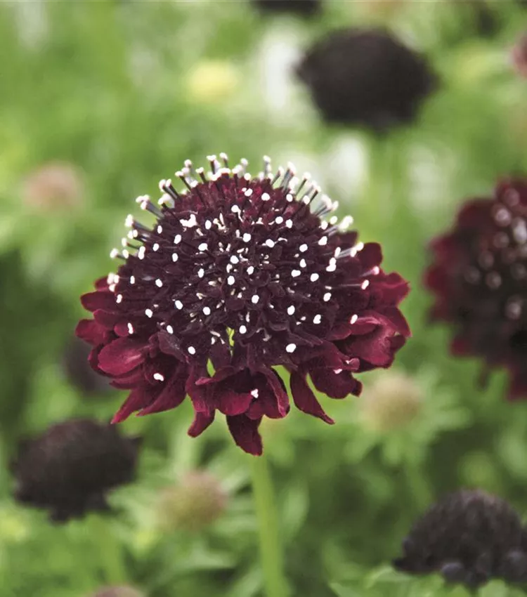 Scabieuse 'Black Pompom'