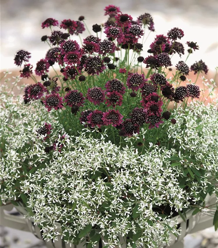 Scabieuse 'Black Pompom'