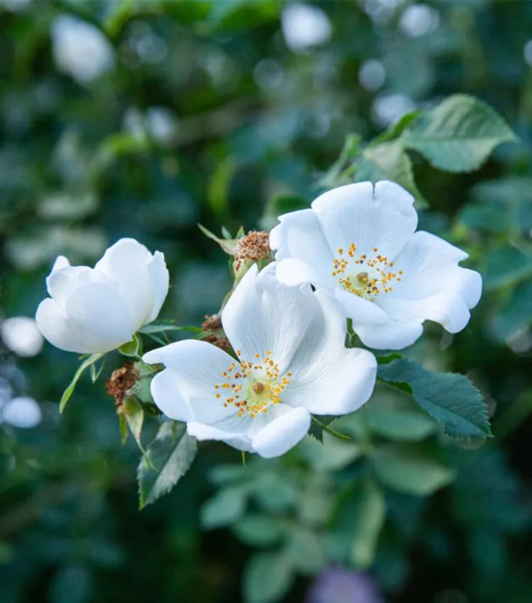 Stumpfblättrige Rose