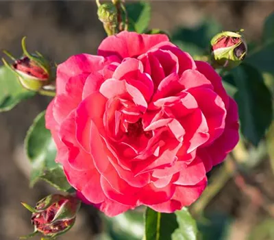 Rosa 'Werner Teschendorff'