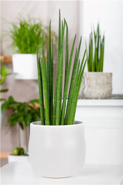 taxus media hillii 60-80 Becher-Eibe 80-100cm Taxus media hillii als starke Ballenware