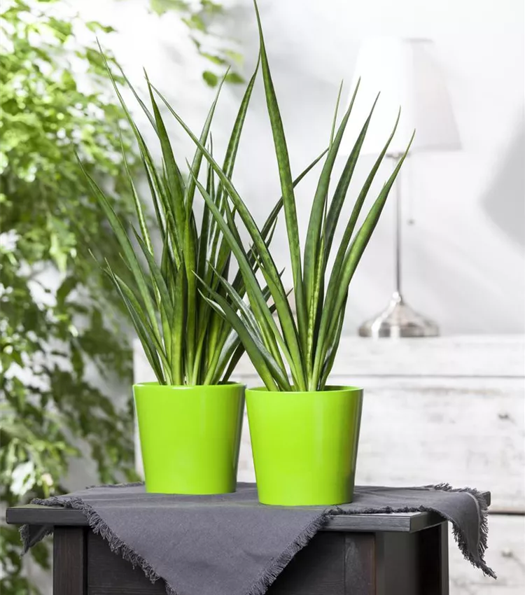 elefantenohr - alocasia macrorrhiza Alocasia macrorrhiza (Elefantenohr) kaufen