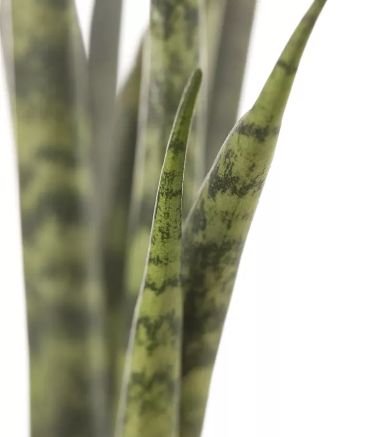 Sansevieria cylindrica, Bogenhanf | RICOTER Erdaufbereitung AG