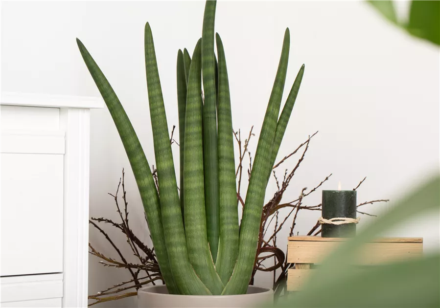 calathea mirosha Calathea orbifolia main image 0