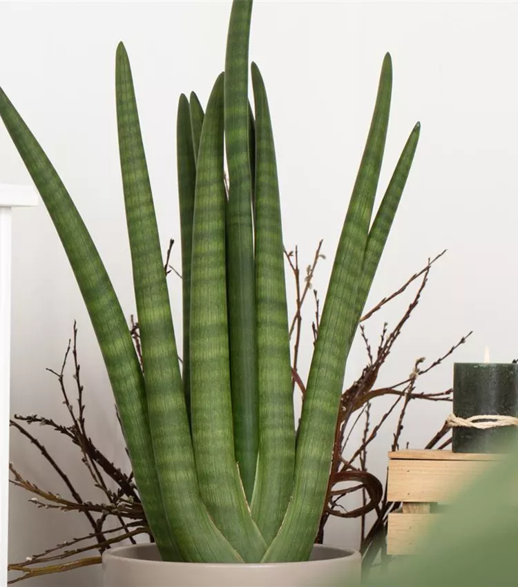 Sansevieria cylindrica 'Skyline', Bogenhanf 'Skyline' | RICOTER  Erdaufbereitung AG