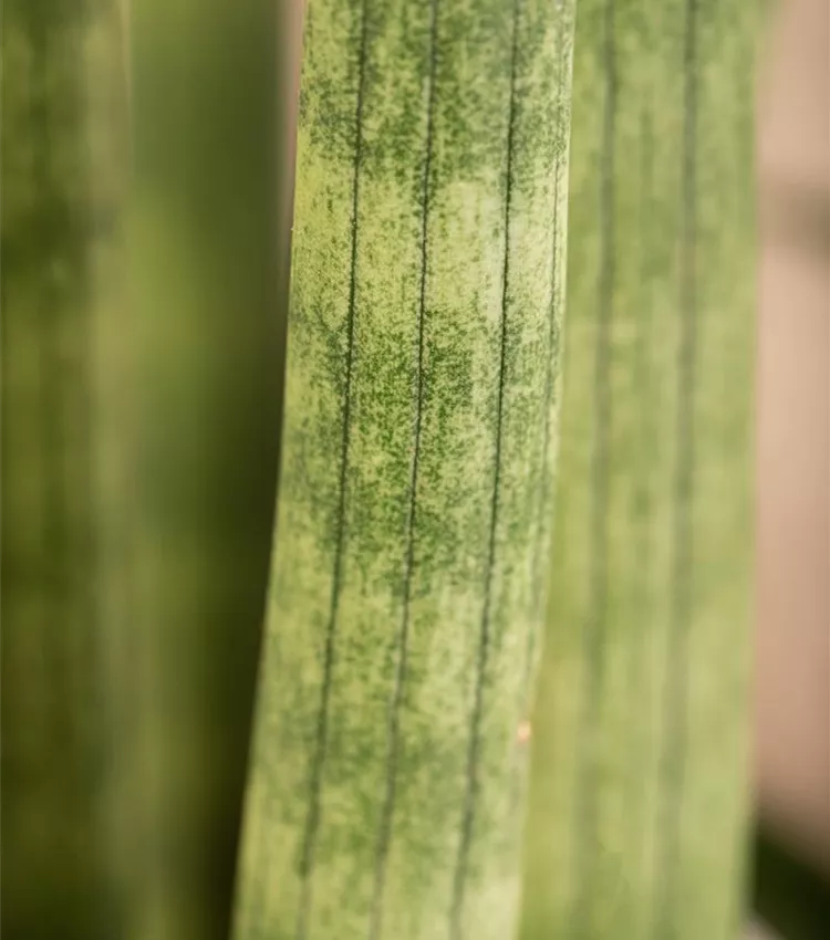 Sansevieria cylindrica 'Spaghetti', Bogenhanf 'Spaghetti' | RICOTER  Erdaufbereitung AG
