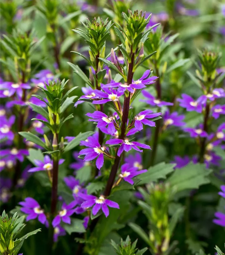 Scaevola