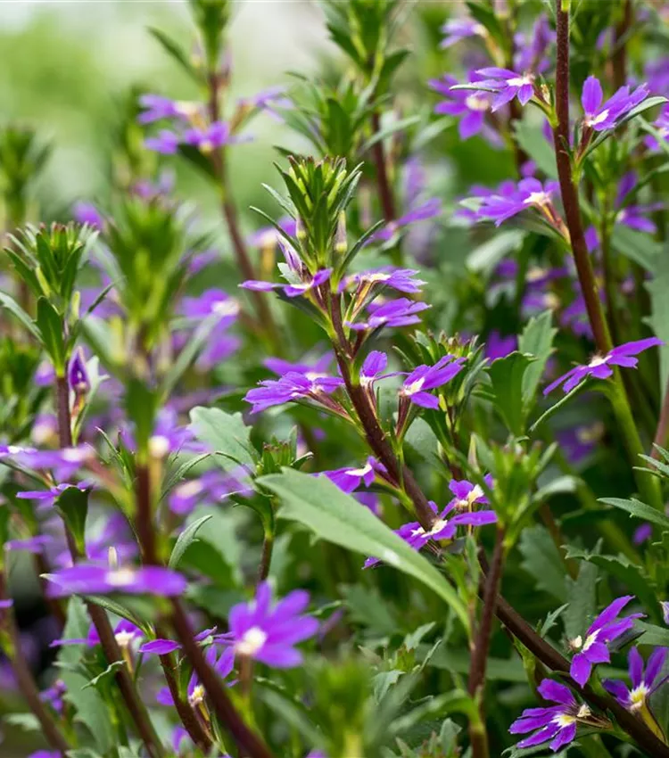 Scaevola
