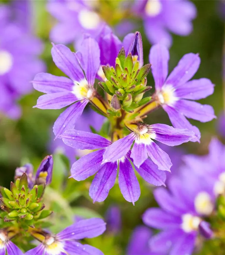 Scaevola
