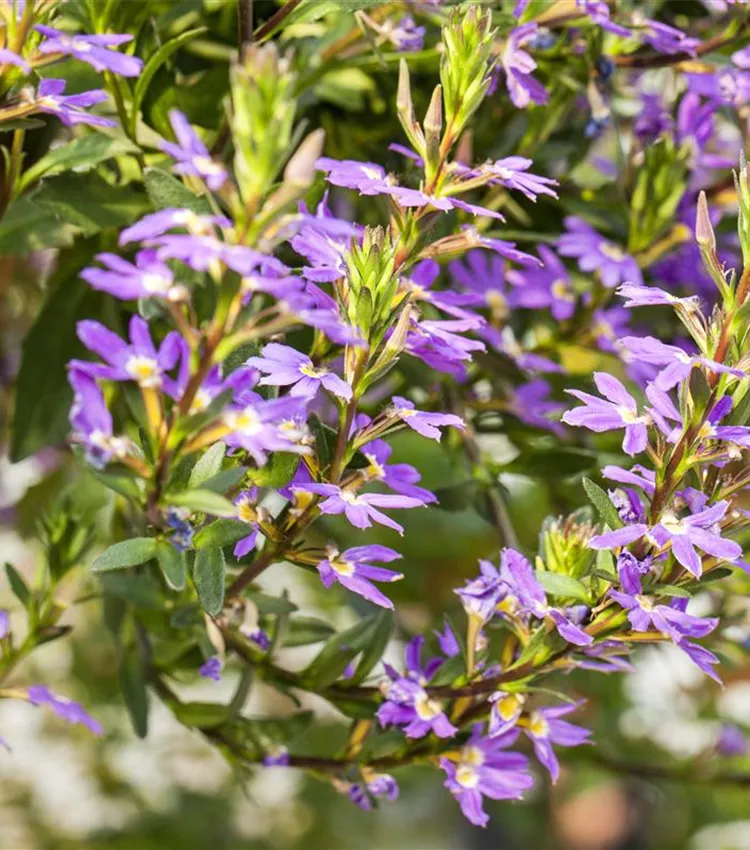 Fächerblume 'Scala Blue Shades'