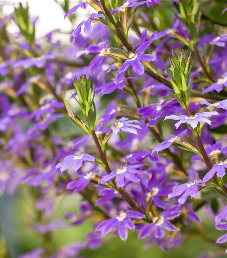 Fächerblume 'Scala Blue Shades'