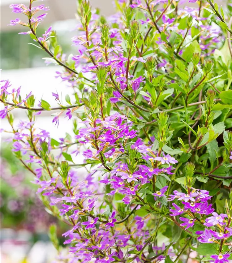 Fächerblume 'Scala Blue Shades'