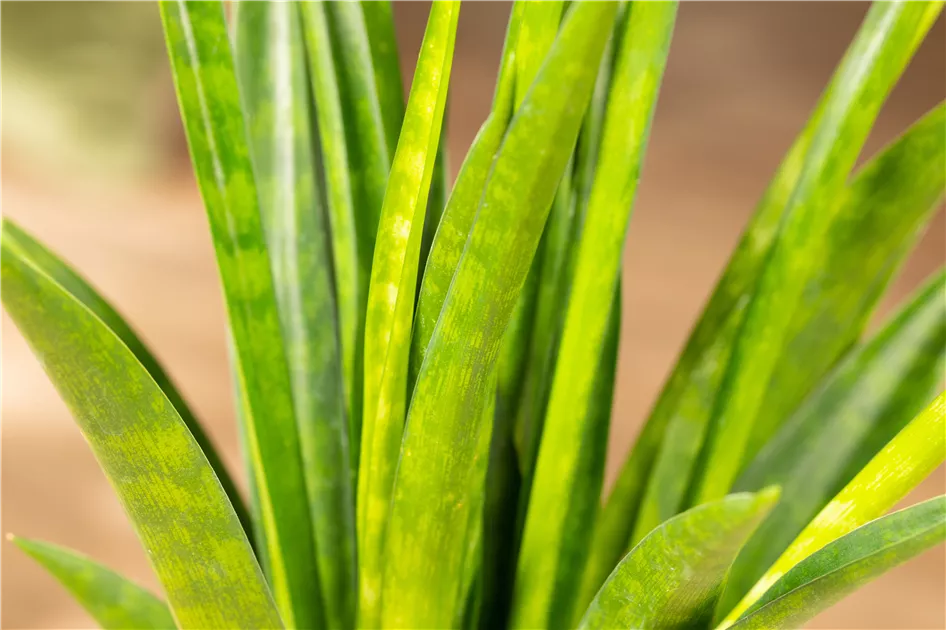 Sansevieria kirkii 'Friends', Bogenhanf 'Friends' | RICOTER Erdaufbereitung  AG