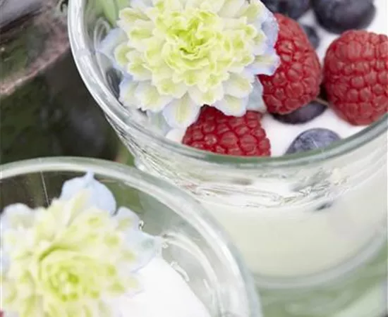 Vaccinium angustifolium