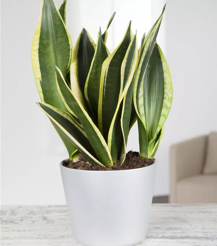 bogenhanf blatt Sansevieria Moonshine (Bogenhanf)