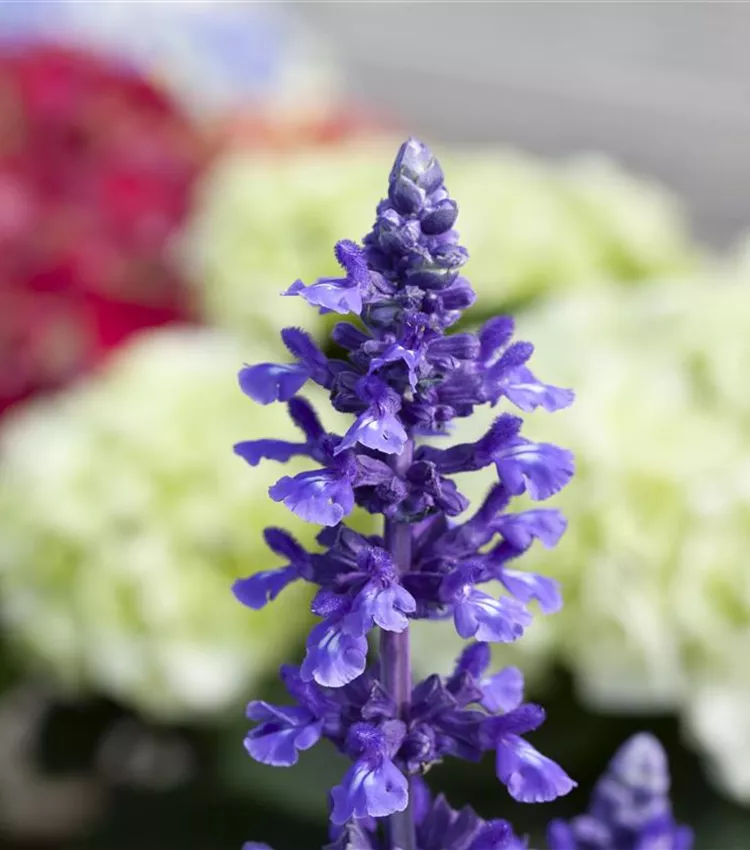 Sauge bleue 'Mystic Spires'