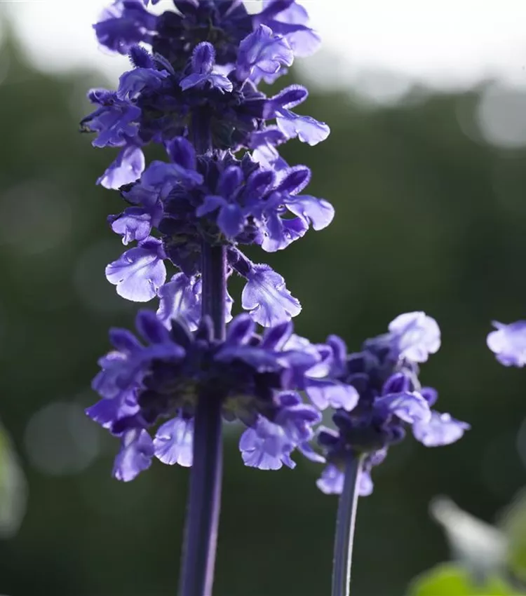 Sauge bleue 'Mystic Spires'