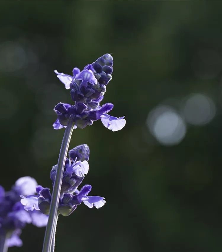 Sauge bleue 'Mystic Spires'