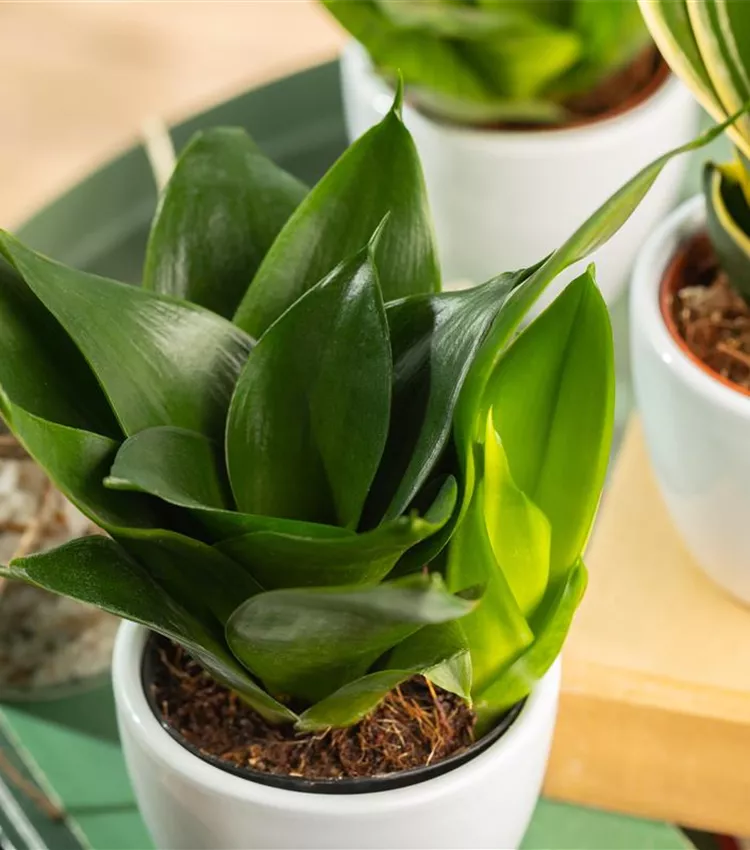 Sansevieria trifasciata 'Black Hahnii', Bogenhanf | RICOTER Erdaufbereitung  AG