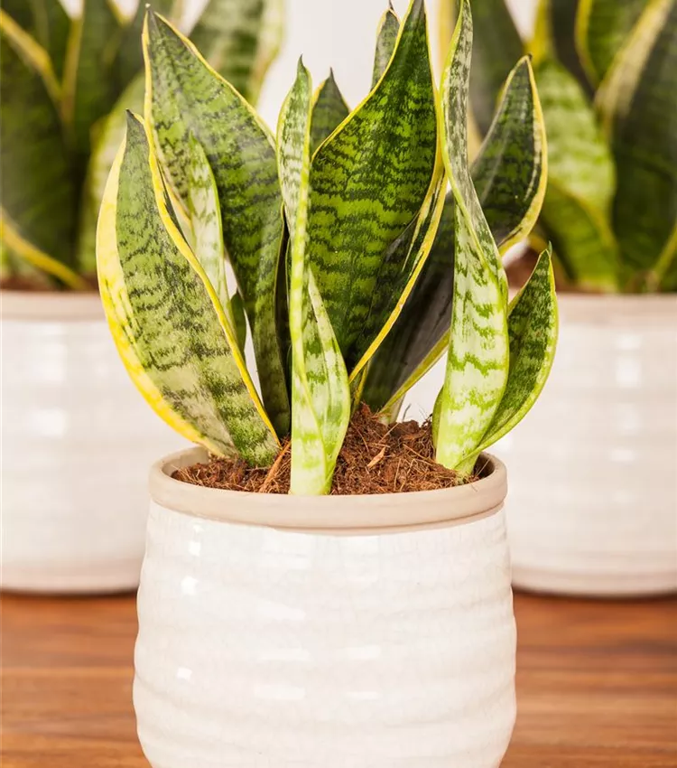 Sansevieria trifasciata 'Futura Superba', Bogenhanf 'Futura Superba' |  RICOTER Erdaufbereitung AG