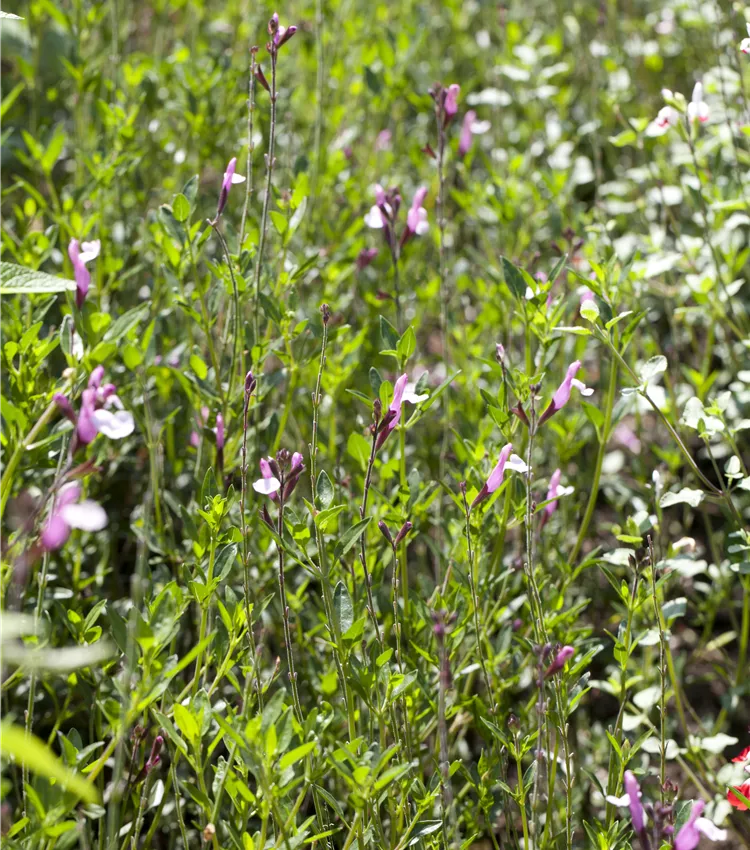 mehltau portugiesischer kirschlorbeer Jetzt Portugiesischer Kirschlorbeer 'Angustifolia' online kaufen bei  Bohlken Pflanzenversand – Bohlken Pflanzenversand GbR main image 1