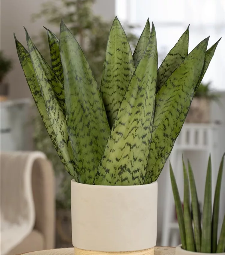 Sansevieria trifasciata 'Hahnii', Bogenhanf 'Hahnii' | RICOTER  Erdaufbereitung AG