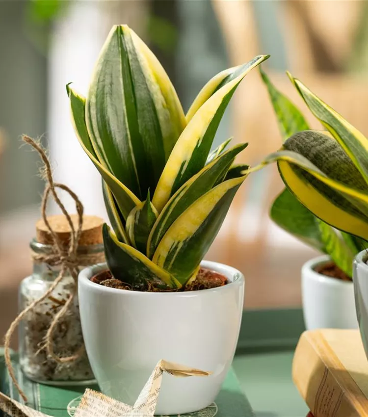 Sansevieria trifasciata 'Hahnii Jade Pagoda', Bogenhanf 'Hahnii Jade  Pagoda' | RICOTER Erdaufbereitung AG