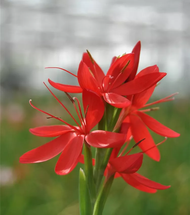 Garten-Spaltgriffel 'Major'