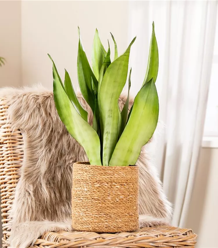 Sansevieria trifasciata 'Moonshine', Bogenhanf 'Moonshine' | RICOTER  Erdaufbereitung AG