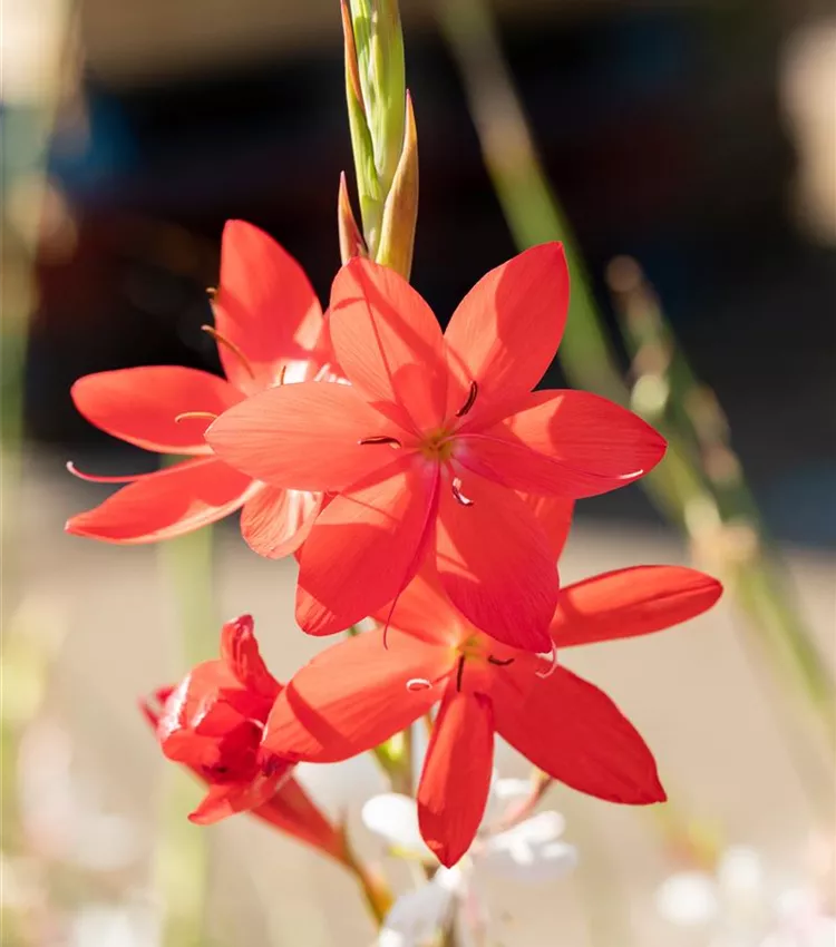 Garten-Spaltgriffel 'Major'