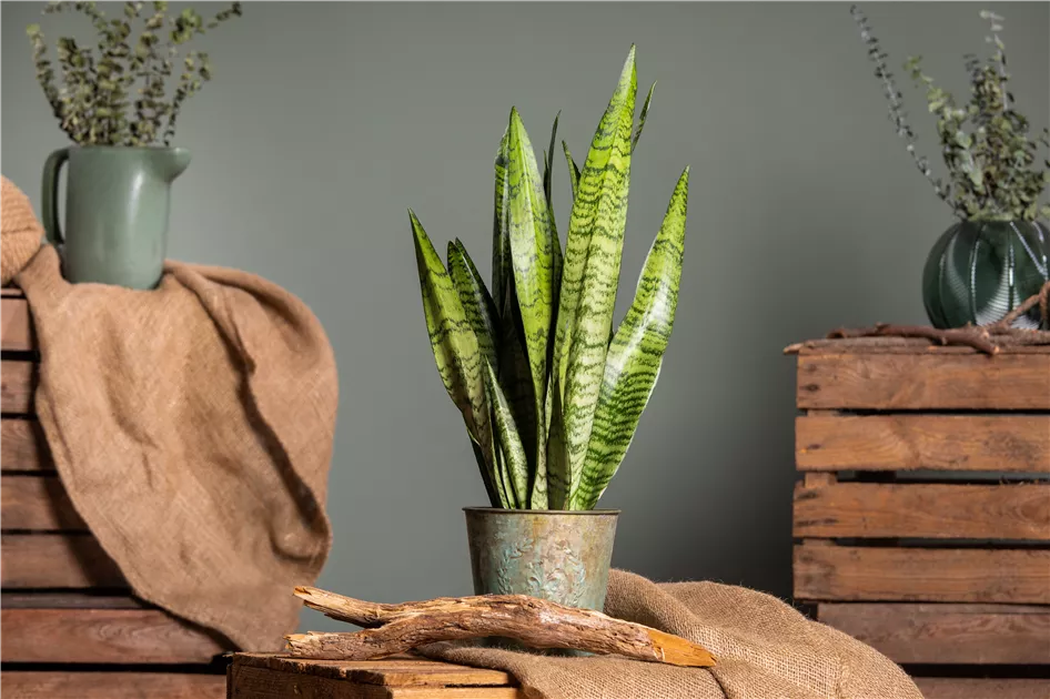 Sansevieria zeylanica, Bogenhanf | RICOTER Erdaufbereitung AG
