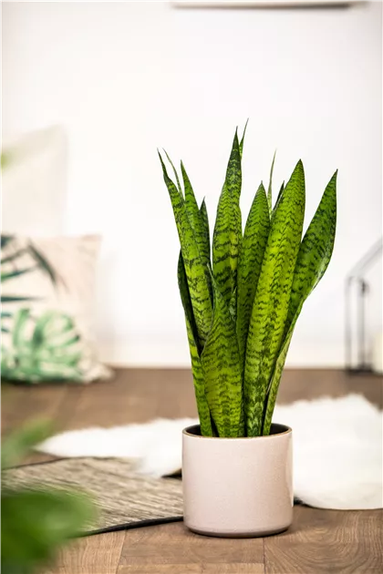 Sansevieria zeylanica, Bogenhanf | RICOTER Erdaufbereitung AG