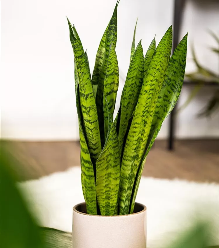 Sansevieria zeylanica, Bogenhanf | RICOTER Erdaufbereitung AG