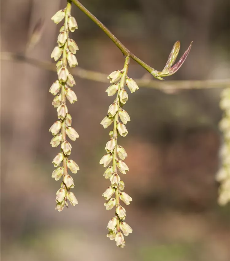 Stachyurus
