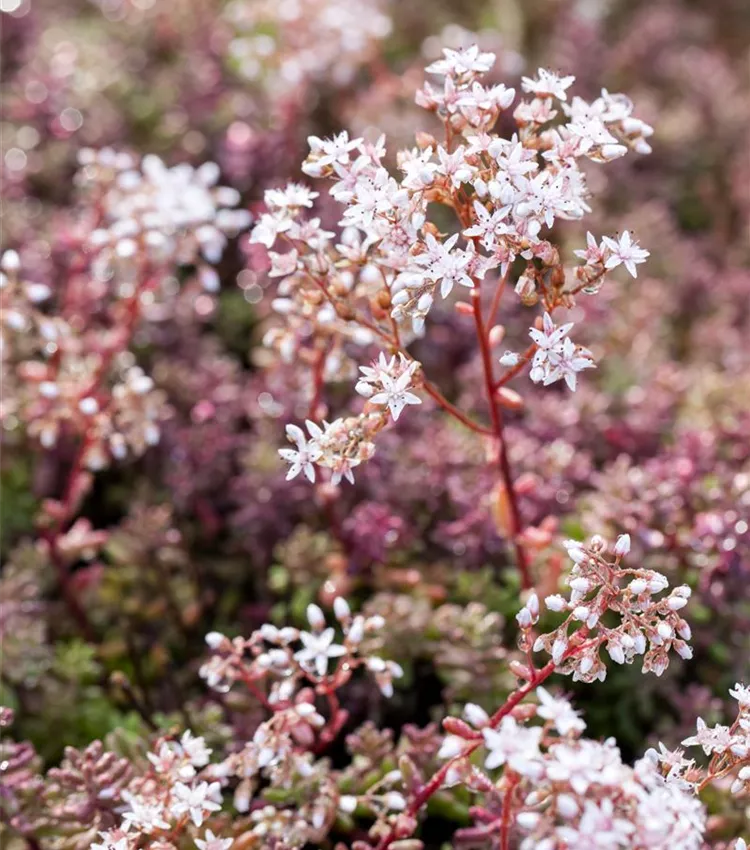 Orpin blanc 'Coral Carpet'