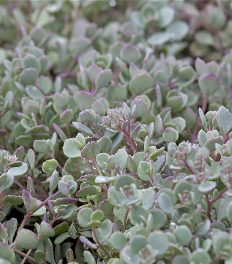 Bacopa