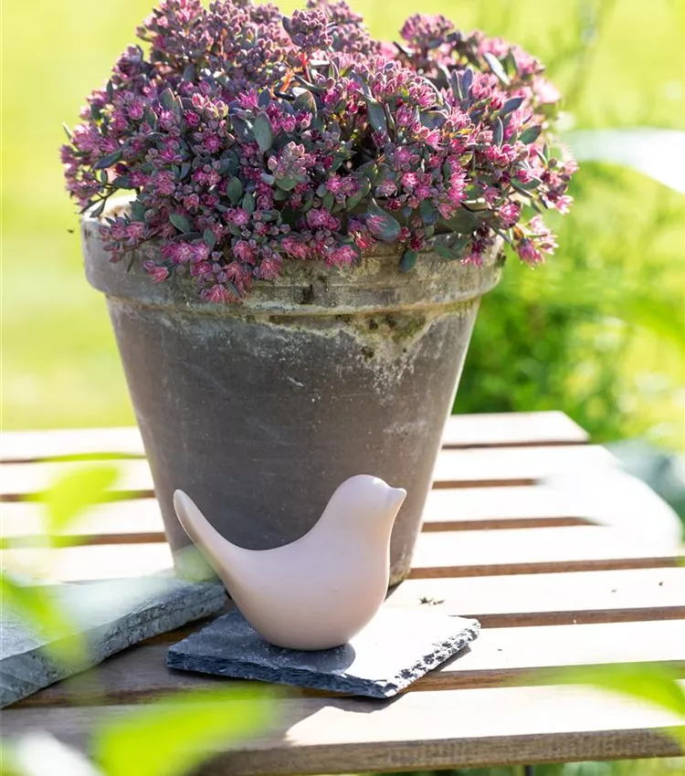 Bacopa