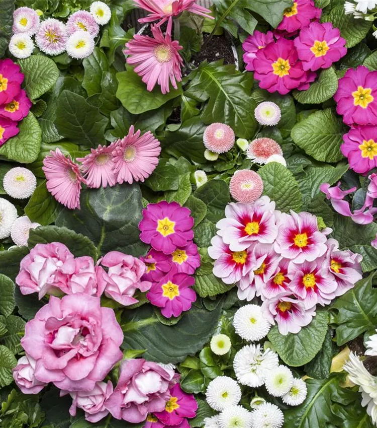 Gloxinia des fleuristes Gloxinia des fleuristes
