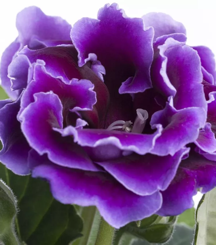 Gloxinia des fleuristes Gloxinia des fleuristes