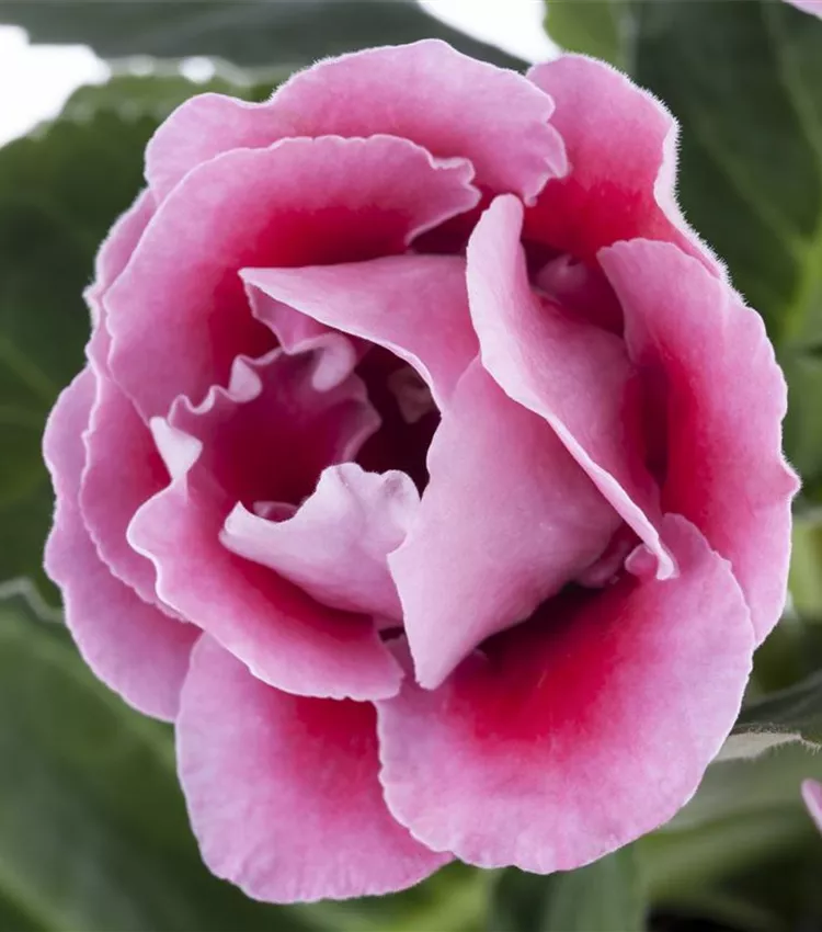 Gloxinia des fleuristes Gloxinia des fleuristes