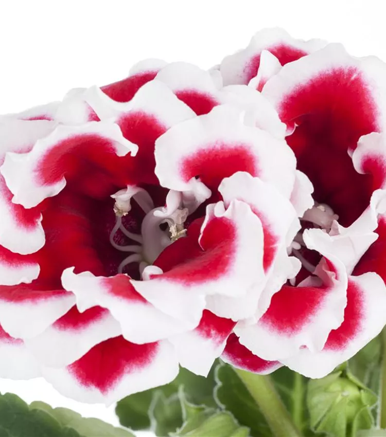 Gloxinia des fleuristes Gloxinia des fleuristes