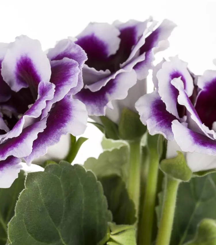 Gloxinia des fleuristes Gloxinia des fleuristes