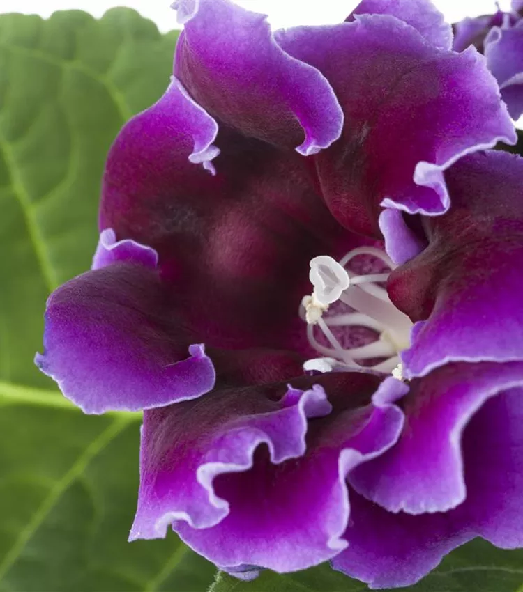 Gloxinia des fleuristes Gloxinia des fleuristes